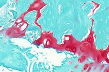 Rat, Joint Damage, SafO+Fast Green