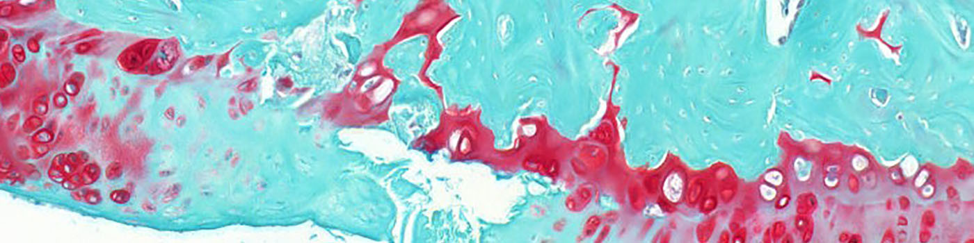 Rat, Joint Damage, SafO+Fast Green