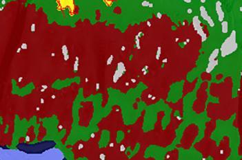 Guinea Pig, Joint Damage, SafO+Fast Green