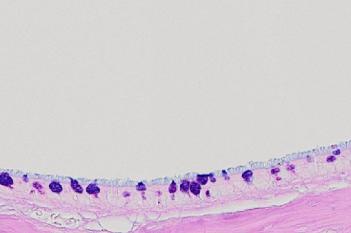 Rodent, Nasal MCM, AB-PAS