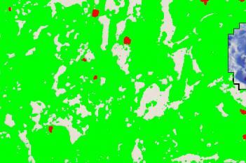 CD3, Lung Transplantation