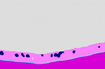 Rodent, Nasal MCM, AB-PAS